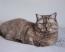 British shorthair smoke cat lying comfortably