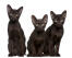 Three havana brown kittens sitting neatly in a line