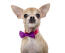 A cheeky chihuahua looking alert in a splendid bow tie