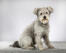 A grey hungarian pumi with lovely curly fur