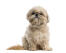 An inquisitive little shih tzu awaiting a command