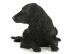 The strong shaped head and ringleted coat of the curly coated retriever