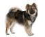 An adult eurasier with a wonderful thick coat and bushy tail