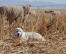 A wonderful pyrenean mountain dog lying amongst the straw