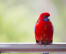 A crimson rosella with wonderful, red chest feathers, perched on a window frame