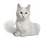 A bright white turkish anGora with green eyes