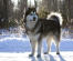 An alaskan malamute showing off it's beautiful thick coat and tail