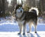 An alaskan malamute showing off it's beautiful thick coat and tail