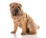 A young chinese shar pei puppy with lots of deep wrinkles