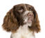 The characteristic floppy ears of a young english springer spaniel