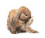 A dwarf lop rabbit's incredibly large back feet