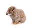 A french lop rabbit's wonderful floppy ears
