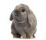 Grey holland lop rabbit against a white background