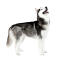 A big, strong adult siberian husky showing off its wonderful physique