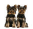 Two adult yorkshire terriers with healthy, dark coats