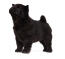 A young black coated chow chow puppy standing tall