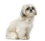 A mature and well mannered little shih tzu sitting neatly