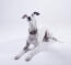 An inquisitive little grey whippet lying neatly awaiting some attention from it's owner