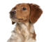 A close up of a brittany puppy's long ears and pointed nose