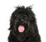 The loyal face of a portuguese water dog with a scruffy hair do