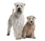 An incredible adult soft coated wheaten terrier standing over it's puppy