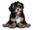 A cheeky black and sandy havanese puppy with his tongue out