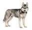 An adult siberian husky showing off it's wonderful thick coat and big, pointed ears