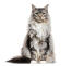 Beautiful maine coon cat sitting against a white background