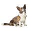 An adult cardigan welsh corgi with a lovely, brown and white coat