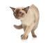 A beautiful champagne burmese cat with amber eyes