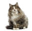 A pretty bicolour norwegian forest cat with tabby markings