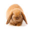 A mini lop rabbit with incredible soft red fur