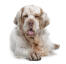 An adult clumber spaniel with a beautifully soft, white and brown coat