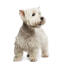 A healthy, young adult west highland terrier standing tall, showing off its lovely groomed coat