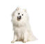 Japanese-spitz-white-background