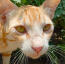 Close up of ginger arabian mau cats face