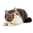 A tabby bicolour exotic shorthair cat lying down