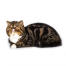 A tabby bicolour exotic shorthair cat lying down with a paw tucked underneath it