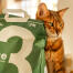 Tabby cat leaning against a green bag of cat litter Tabby cat leaning against a green bag of cat litter