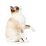 A happy Snowshoe cat showing off its Snowshoe