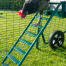 Chicken climbing down Omlet Eglu Cube chicken coop and run ladder Chicken climbing down Omlet Eglu Cube chicken coop and run ladder