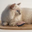 Close up of white cat playing with jellyfish toy Close up of white cat playing with jellyfish toy