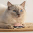 Close up of white cat playing with jellyfish toy Close up of white cat playing with jellyfish toy