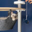Cute white fluffy cat playing with fish toy in the hammock of a Omlet floor to ceiling cat tree Cute white fluffy cat playing with fish toy in the hammock of a Omlet floor to ceiling cat tree