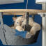 Cute white fluffy cat playing with fish toy in the hammock of a Omlet floor to ceiling cat tree Cute white fluffy cat playing with fish toy in the hammock of a Omlet floor to ceiling cat tree