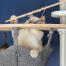 White cat playing with fish toy in the Omlet Freestyle floor to ceiling cat tree hammock White cat playing with fish toy in the Omlet Freestyle floor to ceiling cat tree hammock