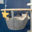 White cat sitting in hammock of Omlet Freestyle floor to ceiling cat tree watching Omlet cat toy starfish White cat sitting in hammock of Omlet Freestyle floor to ceiling cat tree watching Omlet cat toy starfish