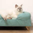 Cute white fluffy cat sitting on teal blue memory foam cat bolster bed with Gold hairpin feet Cute white fluffy cat sitting on teal blue memory foam cat bolster bed with Gold hairpin feet