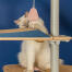Cute white fluffy cat playing with jellyfish toy on the Omlet floor to ceiling cat tree Cute white fluffy cat playing with jellyfish toy on the Omlet floor to ceiling cat tree