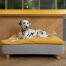 Dog laying on Omlet Topology dog bed with beanbag topper and round wooden feet